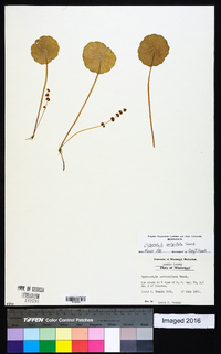 Hydrocotyle verticillata image