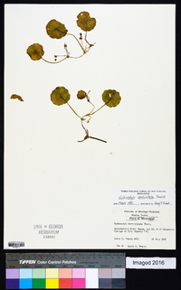 Hydrocotyle verticillata image