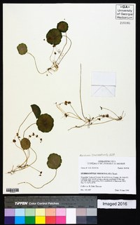 Hydrocotyle verticillata image