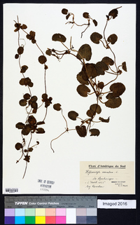 Centella asiatica image