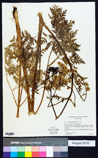 Ligusticum canbyi image