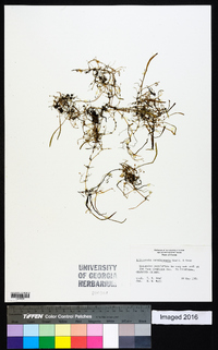 Lilaeopsis carolinensis image