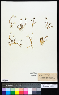 Lilaeopsis chinensis image