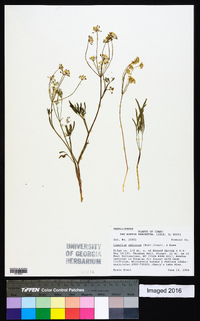 Lomatium ambiguum image