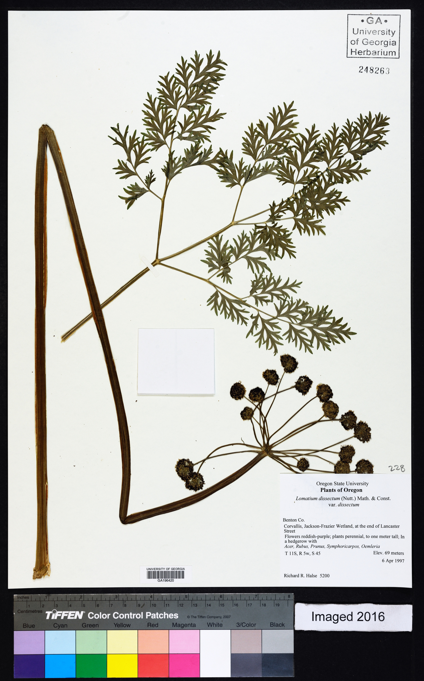 Lomatium dissectum var. dissectum image