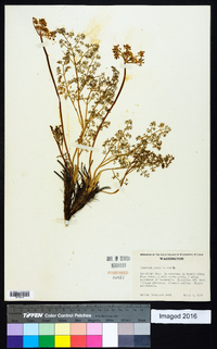 Lomatium grayi image