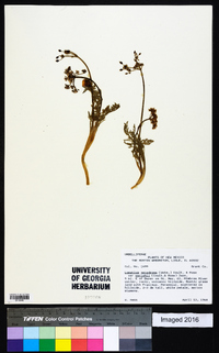 Lomatium nevadense image