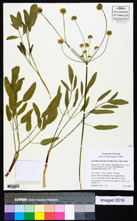 Lomatium nudicaule image