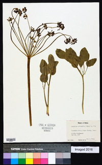 Lomatium nudicaule image