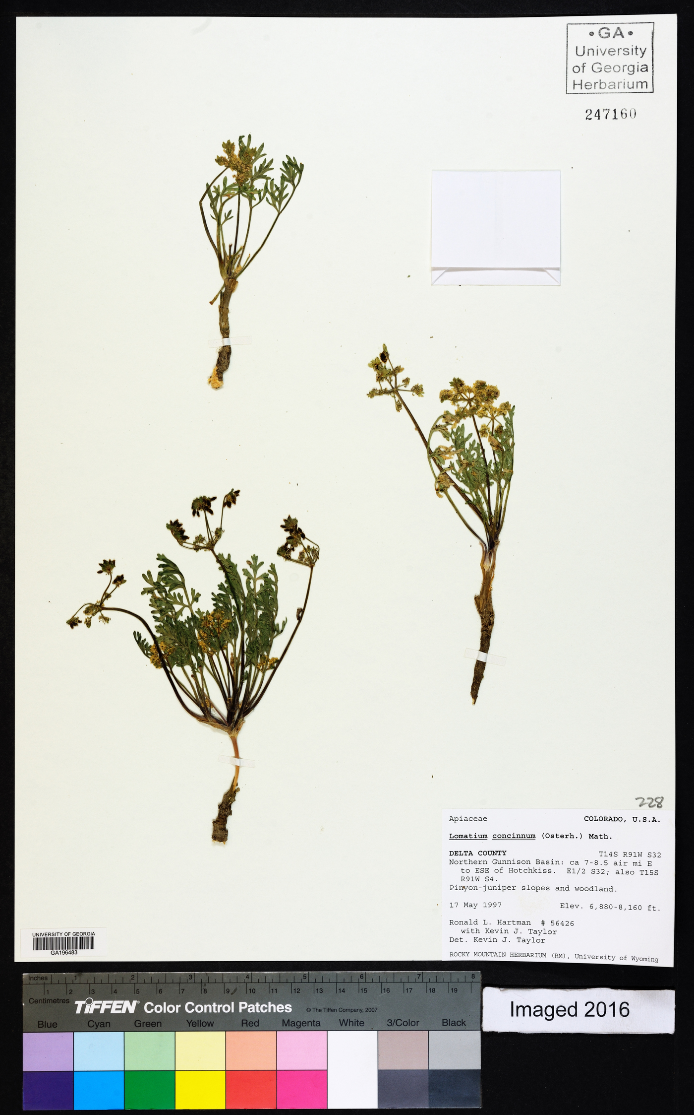 Lomatium concinnum image