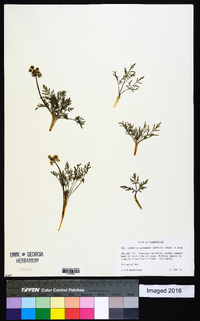 Lomatium gormanii image