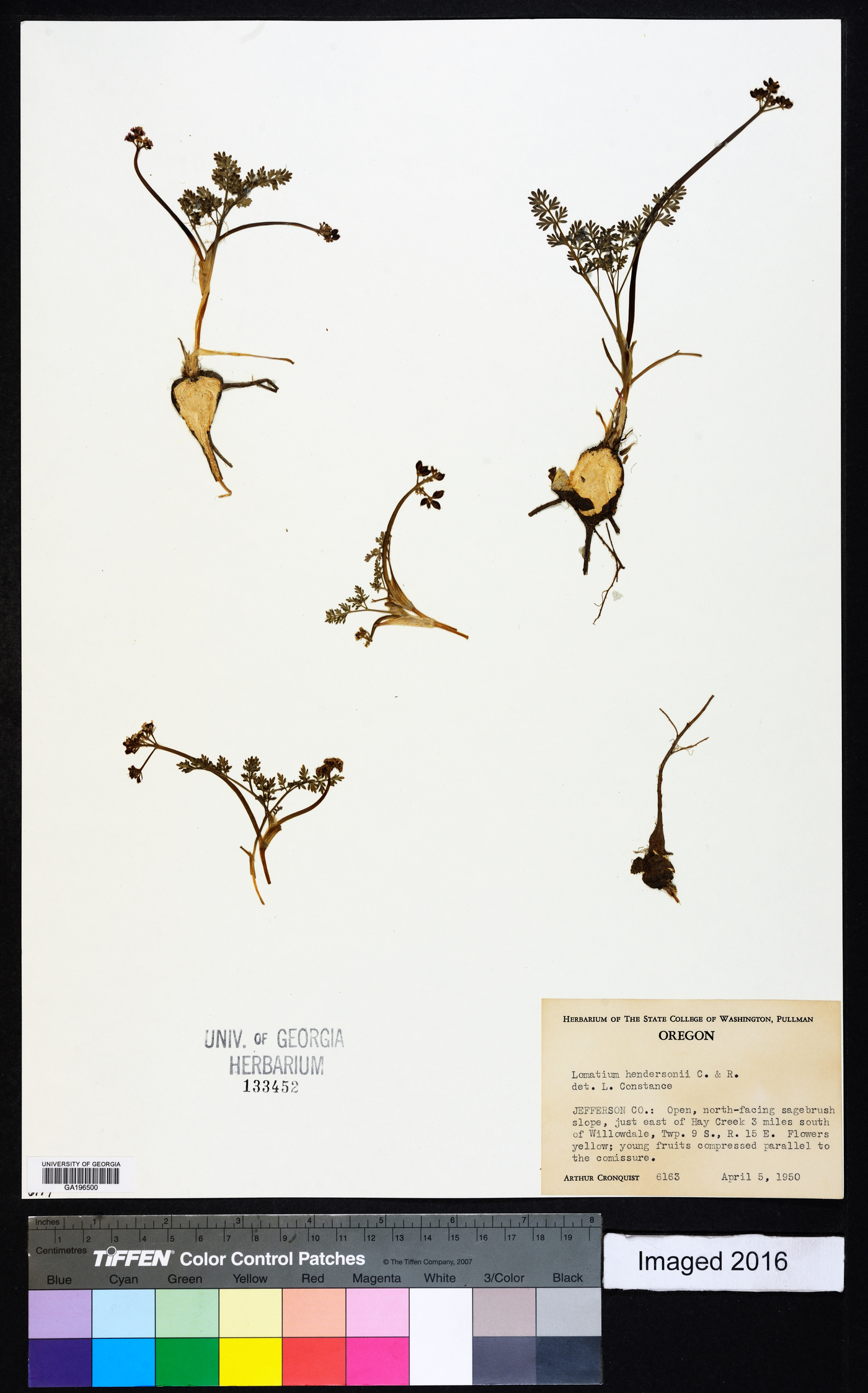 Lomatium hendersonii image