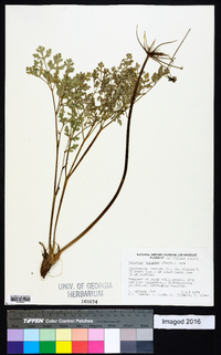 Lomatium insulare image