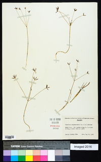 Lomatium tenuissimum image
