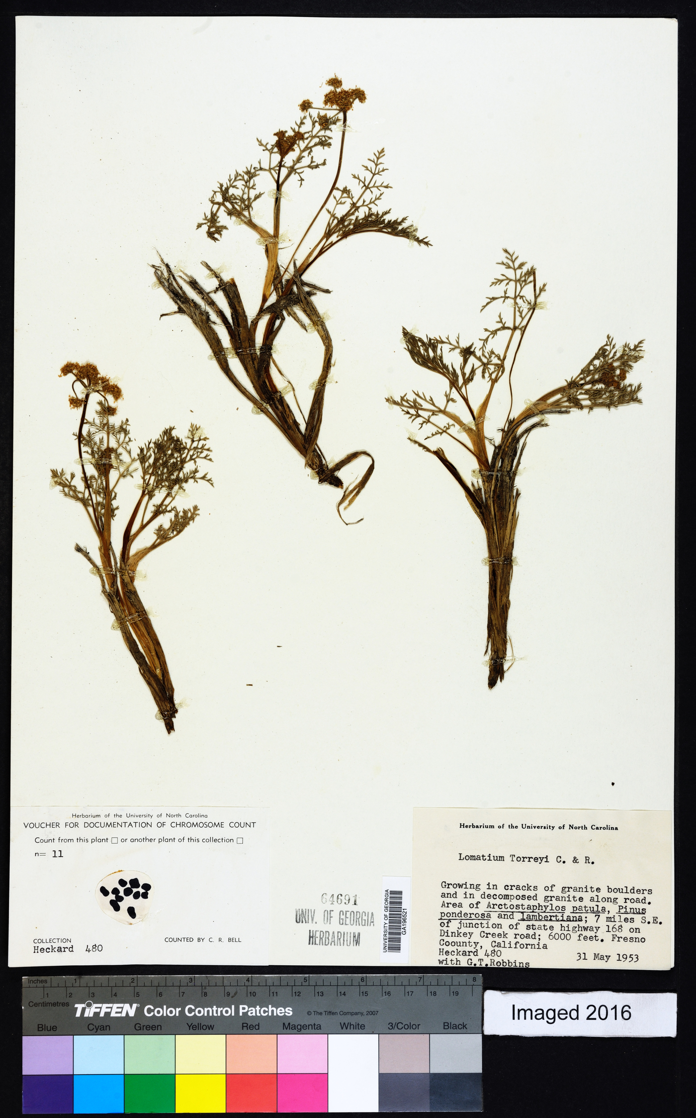 Lomatium torreyi image