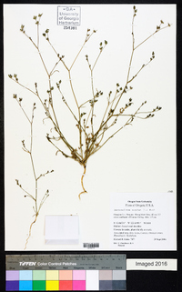 Petroselinum segetum image