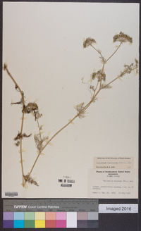 Ptilimnium capillaceum image