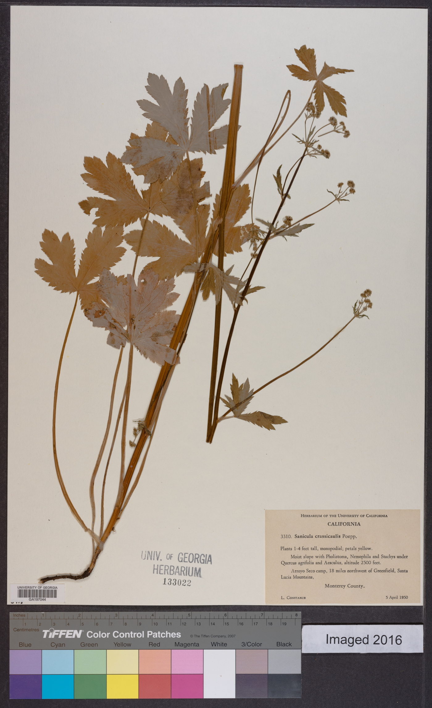 Sanicula crassicaulis image