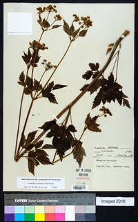 Thaspium barbinode image