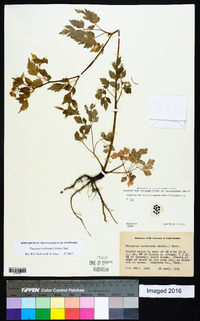 Thaspium barbinode image