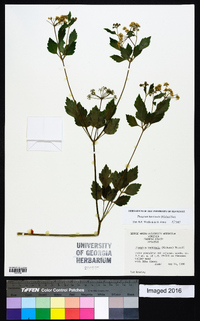 Thaspium barbinode image