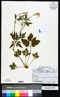 Thaspium barbinode image