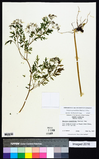 Thaspium pinnatifidum image