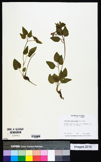 Thaspium trifoliatum image