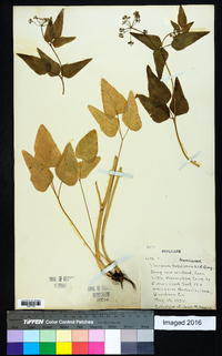 Thaspium trifoliatum image