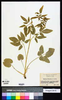 Thaspium trifoliatum image