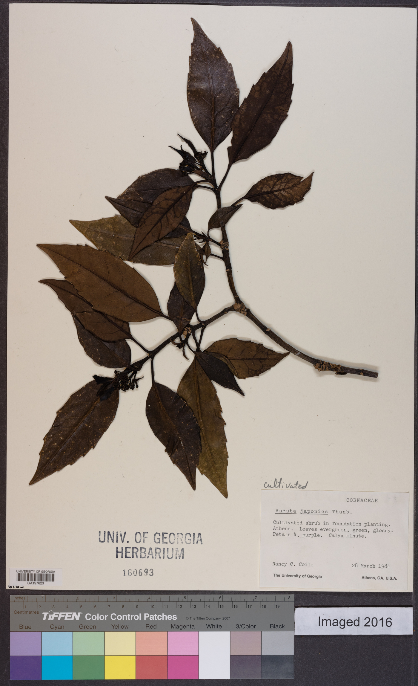 Aucuba japonica image