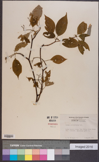 Cornus alternifolia image