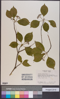 Cornus alternifolia image