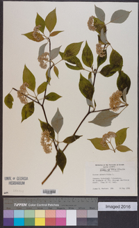 Cornus alternifolia image