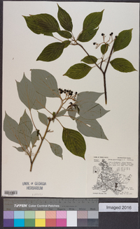 Cornus alternifolia image