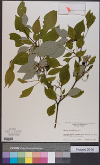 Cornus alternifolia image