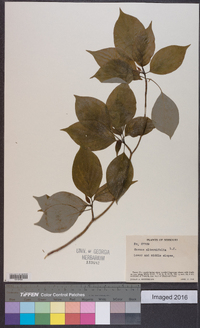 Cornus alternifolia image