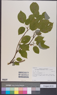 Cornus alternifolia image