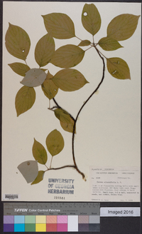 Cornus alternifolia image