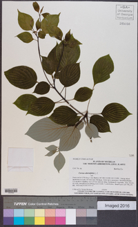 Cornus alternifolia image