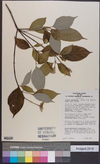 Cornus capitata subsp. angustata image