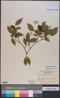 Cornus asperifolia image