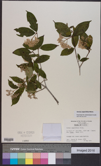 Cornus asperifolia image