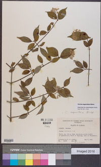 Cornus asperifolia image