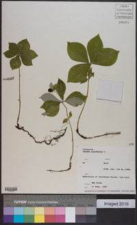 Cornus canadensis image