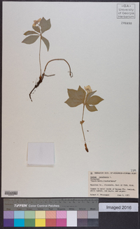 Cornus canadensis image