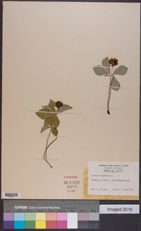 Cornus canadensis image