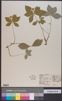 Cornus canadensis image