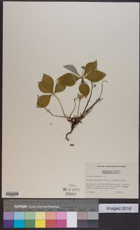 Cornus canadensis image