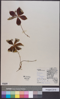 Cornus canadensis image